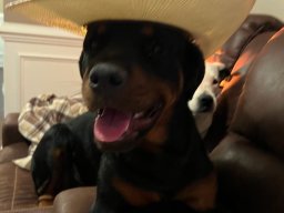 dino 9